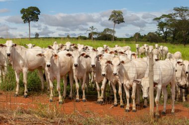 Goias 'ın iç kesimlerindeki bir çiftlikte otlayan küçük bir Nelore sığır sürüsünün yakınında..