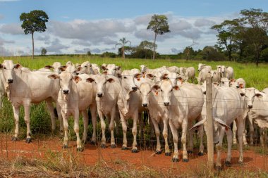 Bir çiftlikte otlayan küçük bir Nelore sığır sürüsünün yakınında..