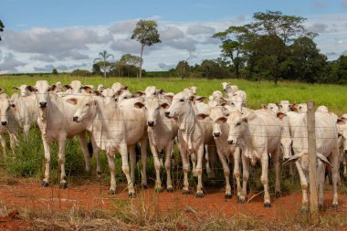 Bir çiftlikte otlayan küçük bir Nelore sığır sürüsünün yakınında..