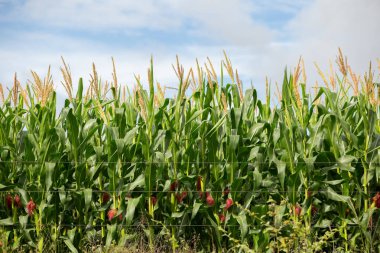 Çiftlikteki güzel ve taze mısır tarlasının ayrıntıları..