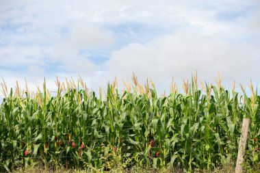  Goias 'ın içindeki bir çiftlikteki mısır tarlasının ayrıntıları..