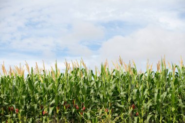  Goias 'ın içindeki bir çiftlikteki mısır tarlasının ayrıntıları..
