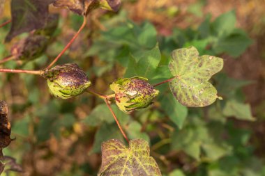Pamuk dalındaki pamuk tomurcuklarının ayrıntıları.