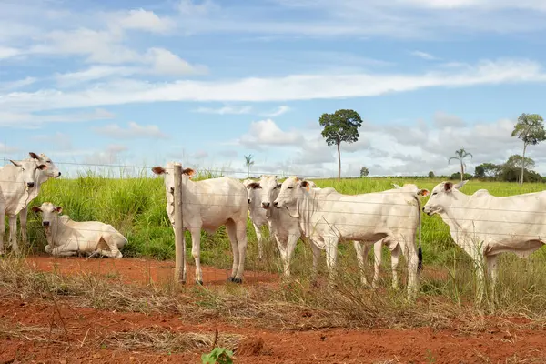 Açık mavi gökyüzünde bir çiftlikte otlayan küçük bir sığır sürüsü..