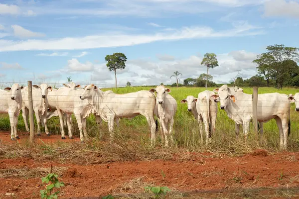 Açık mavi gökyüzünde bir çiftlikte otlayan küçük bir sığır sürüsü..