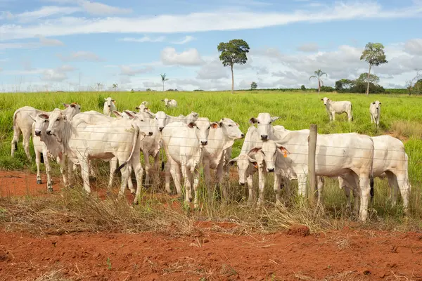 Çiftlikte otlayan küçük bir sığır sürüsü.