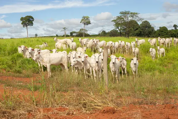 Bir Nelore sığırı sürüsü Goias 'ın iç kesimlerindeki bir çiftlikte otluyor..