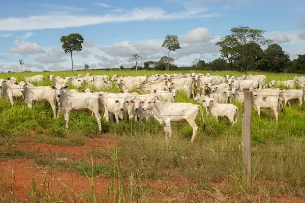 Goias 'ın iç kesimlerindeki bir çiftlikte otlayan Nelore sığır sürüsüyle manzara..