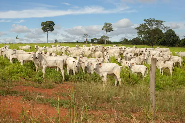 Goias 'ın iç kesimlerindeki bir çiftlikte otlayan Nelore sığır sürüsüyle manzara..
