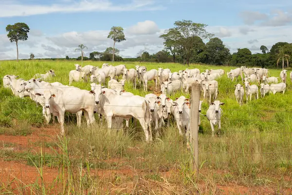 Goias 'ın iç kesimlerindeki bir çiftlikte otlayan Nelore sığır sürüsüyle manzara..