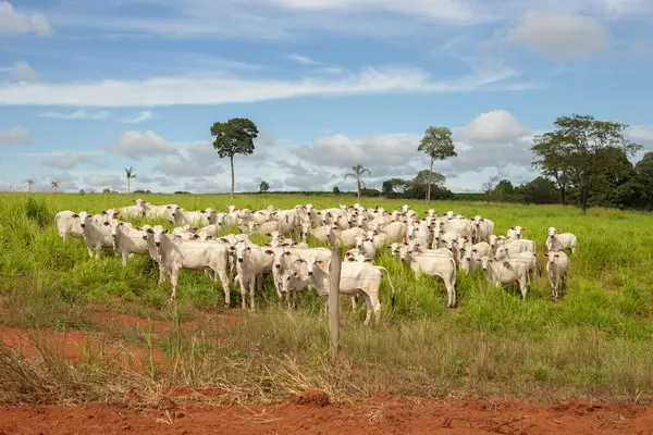Goias 'ın iç kesimlerindeki bir çiftlikte otlayan küçük bir Nelore sığır sürüsüyle manzara.