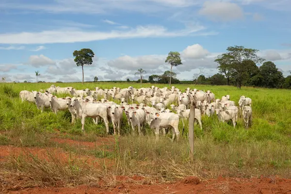 Goias 'ın iç kesimlerindeki bir çiftlikte otlayan küçük bir Nelore sığır sürüsüyle manzara.