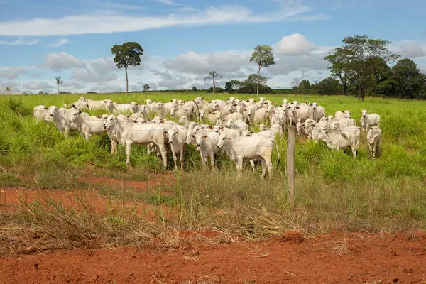 Goias 'ın iç kesimlerindeki bir çiftlikte otlayan küçük bir Nelore sığır sürüsüyle manzara.