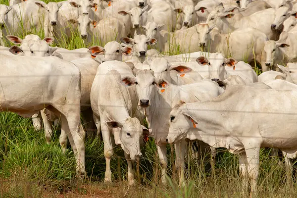 Brezilya 'da bir çiftlik otlağında küçük bir sığır sürüsü.