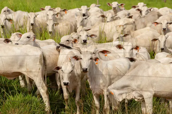 Brezilya 'da bir çiftlik otlağında küçük bir sığır sürüsü.