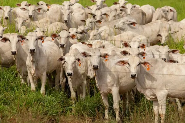 Goias 'ta bir çiftlikte otlayan sığır sürüsü..