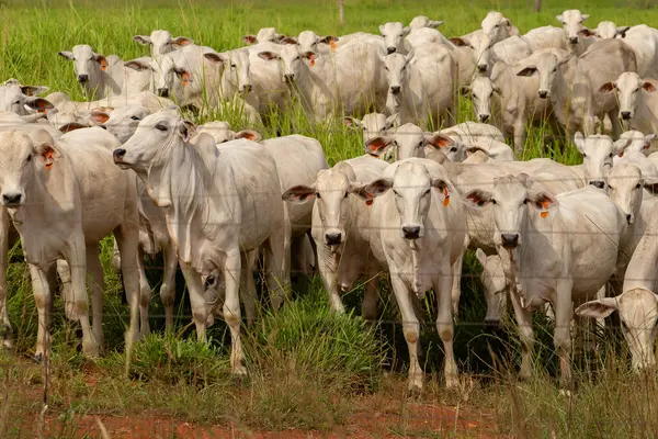 Goias 'ın iç kesimlerindeki bir çiftlikte otlayan bir sığır sürüsünün yakınında..