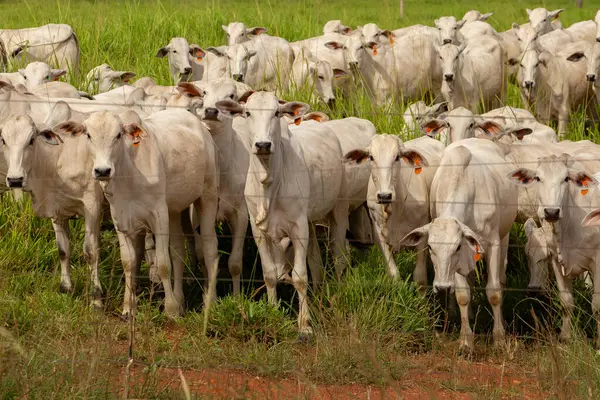 Goias 'ın iç kesimlerindeki bir çiftlikte otlayan bir sığır sürüsünün yakınında..