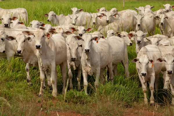 Goias 'ın iç kesimlerindeki bir çiftlikte otlayan bir sığır sürüsünün yakınında..