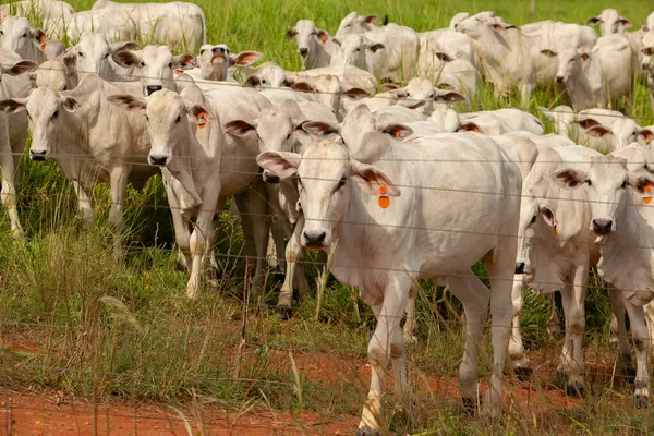Goias 'ın iç kesimlerindeki bir çiftlikte otlayan bir sığır sürüsünün yakınında..