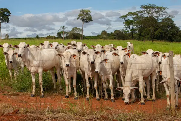 Goias 'ın iç kesimlerindeki bir çiftlikte otlayan küçük bir Nelore sığır sürüsünün yakınında..