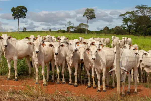Bir çiftlikte otlayan küçük bir Nelore sığır sürüsünün yakınında..