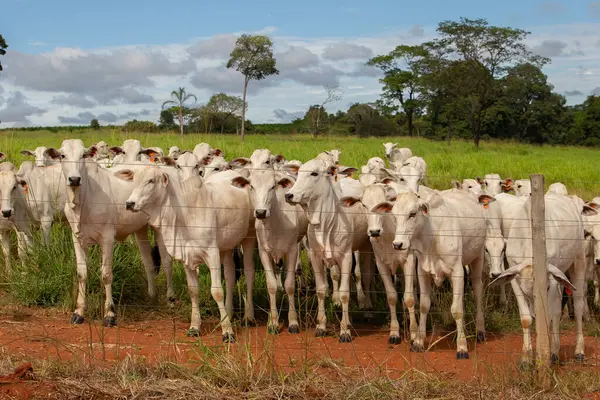 Bir çiftlikte otlayan küçük bir Nelore sığır sürüsünün yakınında..