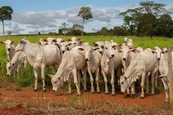 Bir çiftlikte otlayan küçük bir Nelore sığır sürüsünün yakınında..