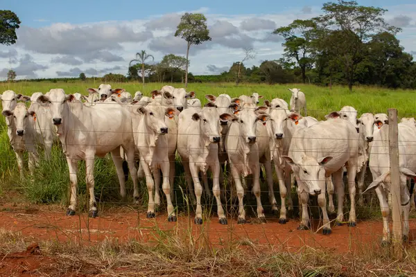  Çiftlik otlağındaki küçük bir sığır sürüsü.