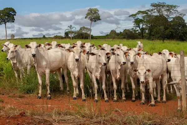  Çiftlik otlağındaki küçük bir sığır sürüsü.