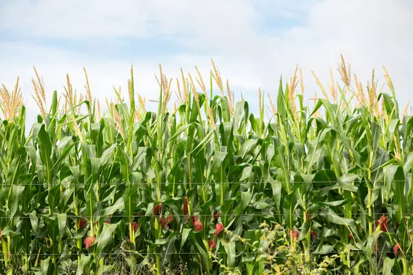 Goias 'ın içindeki bir çiftlikteki güzel bir mısır tarlasının detayları..