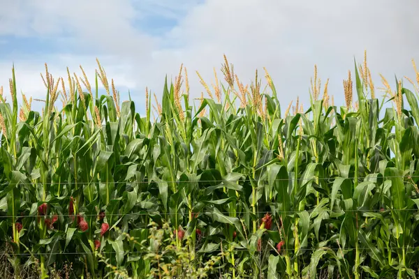 Çiftlikteki güzel ve taze mısır tarlasının ayrıntıları..