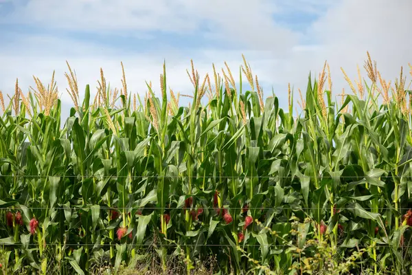 Çiftlikteki güzel ve taze mısır tarlasının ayrıntıları..