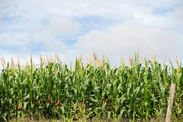  Goias 'ın içindeki bir çiftlikteki mısır tarlasının ayrıntıları..
