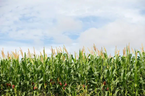  Goias 'ın içindeki bir çiftlikteki mısır tarlasının ayrıntıları..