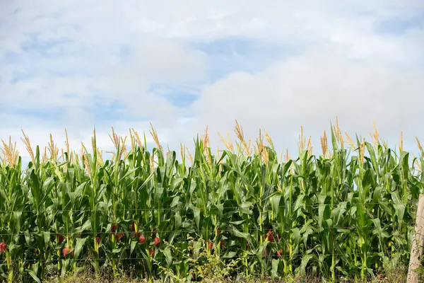 Arka planda gökyüzü olan bir çiftlikteki mısır tarlasının detayları.