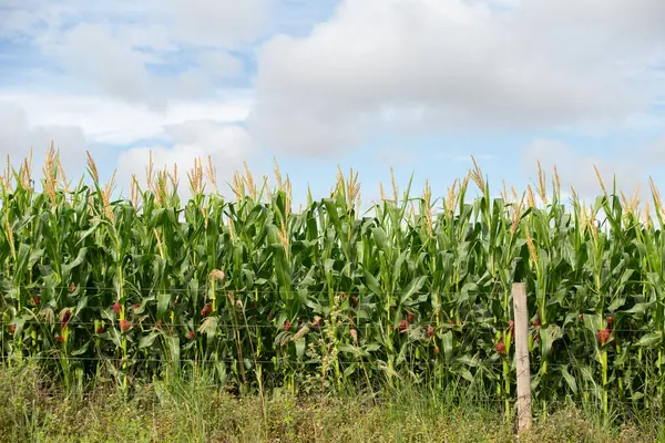 Arka planda gökyüzü olan bir çiftlikteki mısır tarlasının detayları.