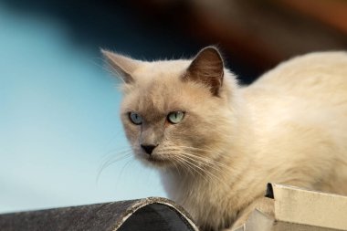  Şirin, güzel, tüylü, mavi gözlü kedi çatıda yatıyor..