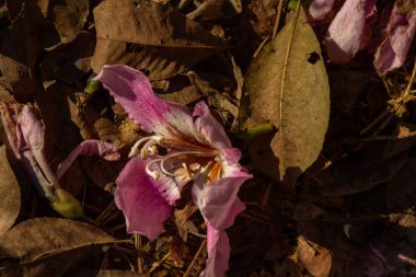 Yerde eski, kuru yaprakları olan pembe ipek pamuklu bir çiçek. Ceiba speciosa.