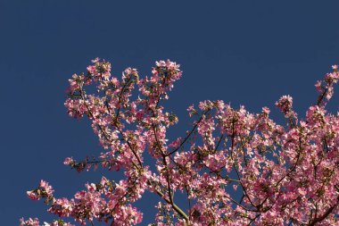 Mavi gökyüzüne karşı Ceiba Specosa 'nın birden fazla çiçek açan dallarının görüntüsü.
