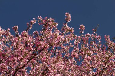 Açık gökyüzünün altında açan ipek-pamuk ağacının birçok dalının güzelliği. Ceiba speciosa.