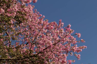 Açık gökyüzünün altında açan ipek-pamuk ağacının birçok dalının güzelliği. Ceiba speciosa.