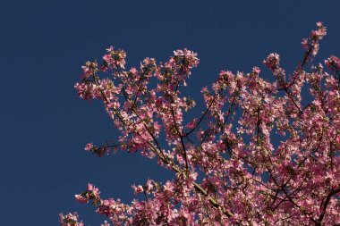 Arka planda gökyüzü mavisi olan bir sürü pembe dal. Ceiba speciosa