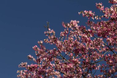  Mavi gökyüzü zeminine karşı tam çiçeklenmiş ipek-pamuk ağaçları sergileniyor. Ceiba speciosa.