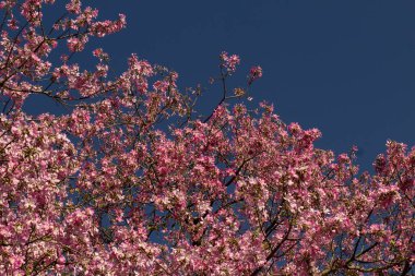 Açık gökyüzünün altında açan ipek-pamuk ağacının birçok dalının güzelliği. Ceiba speciosa.