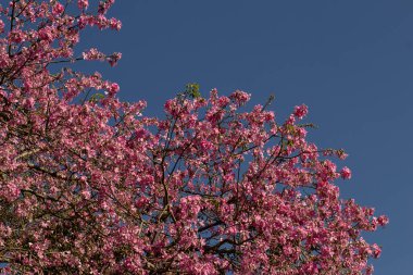 Mavi gökyüzü zeminine karşı tam çiçeklenmiş ipek-pamuk ağaçları sergileniyor. Ceiba speciosa.