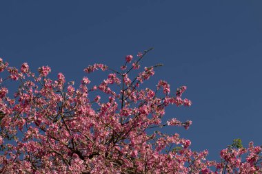  Mavi gökyüzü zeminine karşı tam çiçeklenmiş ipek-pamuk ağaçları sergileniyor. Ceiba speciosa.