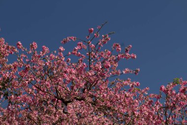 Açık gökyüzünün altında açan ipek-pamuk ağacının birçok dalının güzelliği. Ceiba speciosa.