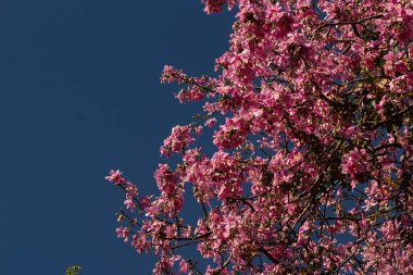 Arka planda gökyüzü mavisi olan bir sürü pembe dal. Ceiba speciosa