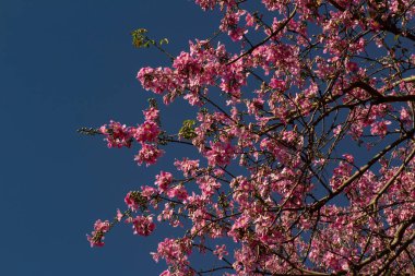 Arka planda gökyüzü mavisi olan bir sürü pembe dal. Ceiba speciosa